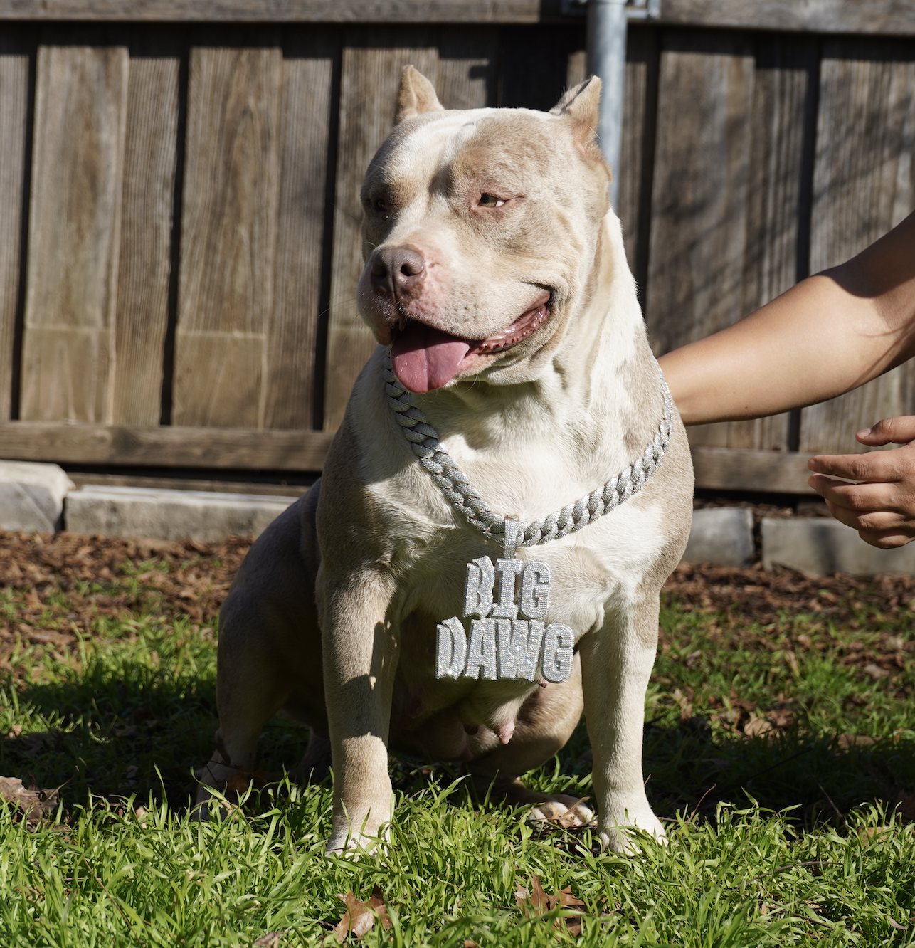 Dog Featured Image
